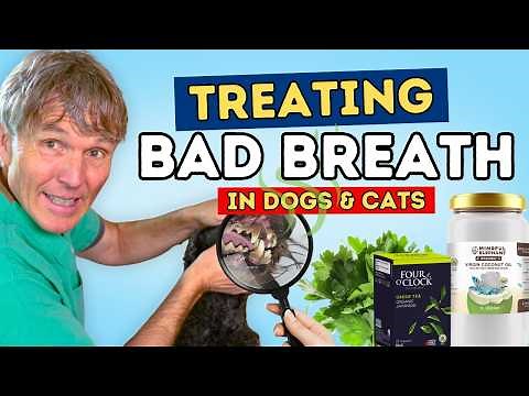 Stop Bad Breath in Dogs FAST! Vet-Approved Remedies You Can Do at Home!