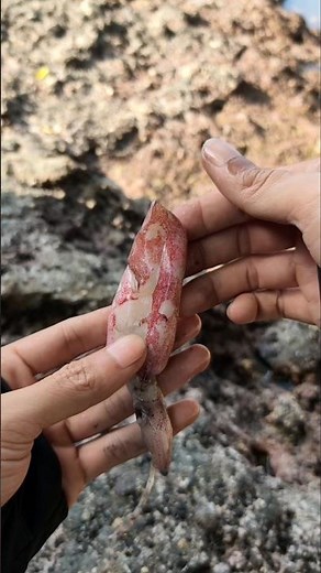 How to set up a Large tournament scale Fishing Bait - Basic understanding of fishing