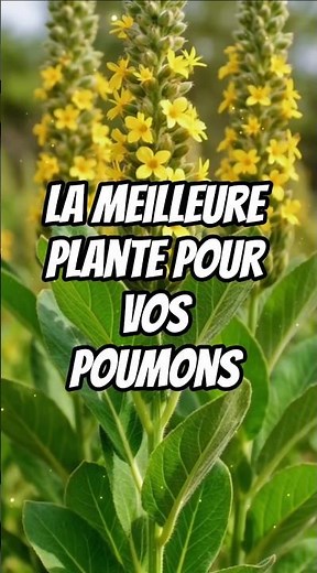 Les meilleures plantes pour la santé des poumons et l’asthme #conseilssanté #santédespoumons