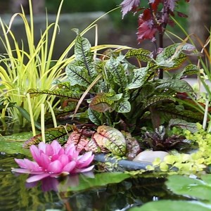 11K views · 257 reactions | Let's take a look back to the origins of Fountainscapes at Aquascape and the different types available. Discover how these stunning water features offer an affordable way to to live the Aquascape Lifestyle to any backyard space! 朗 For more fountain inspiration >> https://www.aquascapeinc.com/outdoor-fountains | Team Aquascape | Facebook