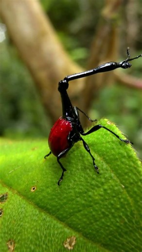 Madagascar’s Most Bizarre Alien Insect #animalshorts #beetle #alien