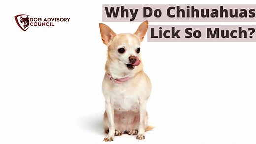 8 Reasons Why Do Chihuahuas Lick So Much (Explained) | Dog Advisory Council