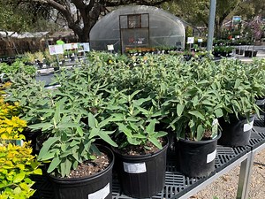 What do I plant now? Shorter Central Texas winters mean that gardeners can start earlier