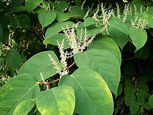 Fallopia japonica - Alchetron, The Free Social Encyclopedia