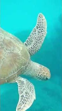 Snorkeling the Great Barrier Reef pt1