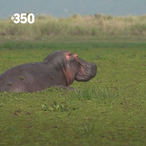 Your support can help us fight against climate-wrecking projects like the East African Crude Oil Pipeline. Donate $3.50 today for a fairer, greener future. | 350.org