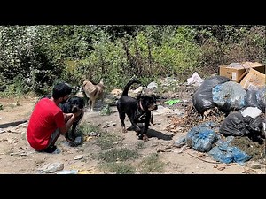 We have managed to convince the fierce Rottweiler thrown into the woods with a leash around her neck