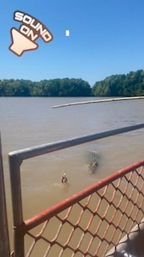 2.1K views · 185 reactions | [Graphic] A real wild moment on the river today! Sean was chatting about Crocs pairing up, when Dominator the river boss has sprung a sneak attack and literally taken another Crocs leg. The sound of the bones popping and crunching is chilling. We don’t like to see this but this is nature. #dominatorthecroc #tourismtopend #crocodilesofinstagram #jumpingcrocodiles #adelaiderivercruises | Adelaide River Cruises - Jumping Crocodile Experience | Facebook