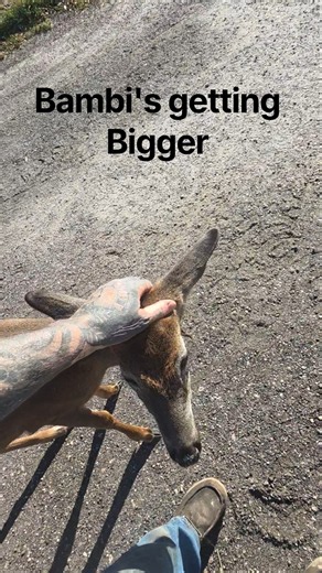 Bambi is growing so fast 🥰