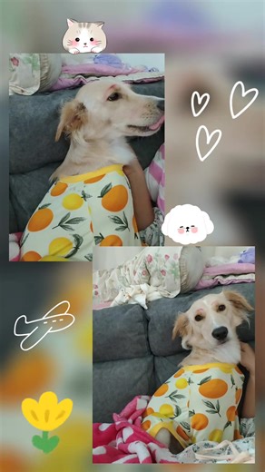 ❄️❄️ หนาวแล้ว ดูแลสุขภาพกันด้วยนะคะ ❤️ #ชุดกันขนร่วง #โกลเด้นรีทรีฟเวอร์ #โกลเด้นเป็นหมาตลก