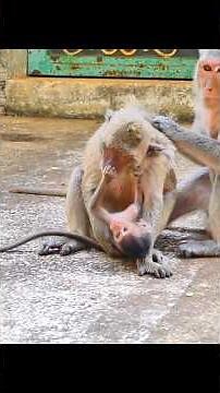 Happy Baby Monkey Enjoys Family Playtime 🌿