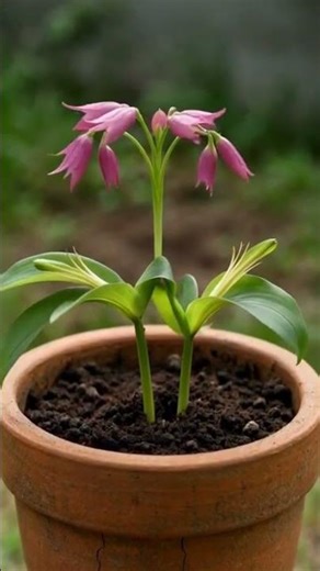 From Seedling to Hummingbird Visitor Time Lapse #timelapse #gardening #shorts