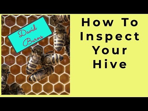 Beekeeping Frame Inspection
