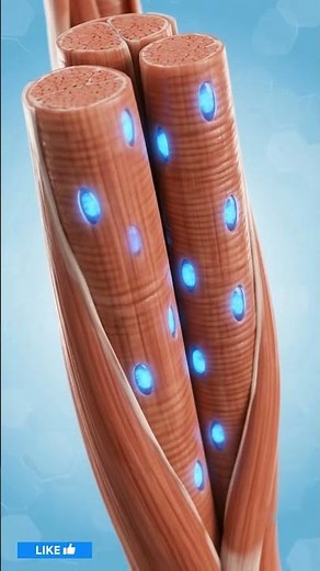 How Muscle Memory Actually Works