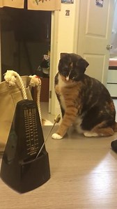 Cat vs. Metronome (Resource: cat vines) | Petsmore