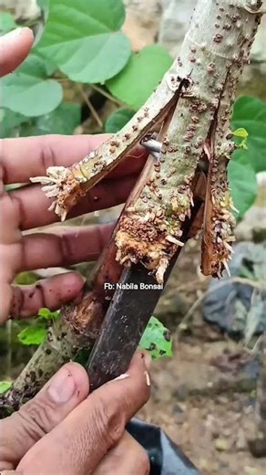 Tutorial pecah sisip material bonsai #bonsai #programbonsai #airlayering