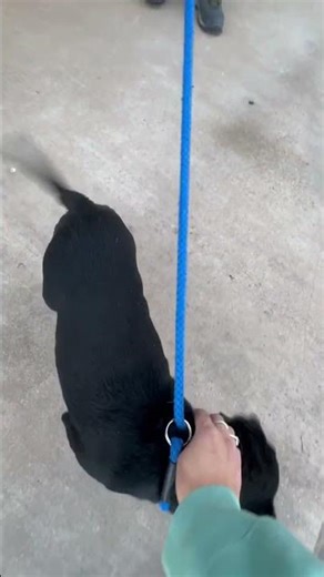 Video of adoptable pet named SPONSOR ME - Rango