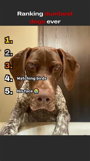Dumbest dogs ever