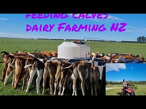 Calf Rearing Job//Feeding Calves NZ