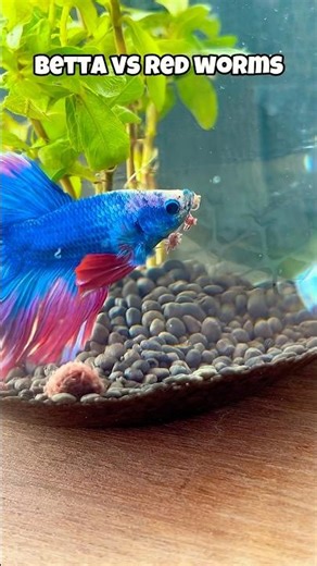 Betta Fish Feeding Reaction is Insane #bettafish #shorts