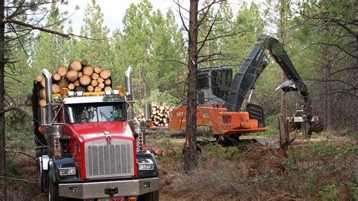 Amid Trump logging push, will Oregon enter new timber era?