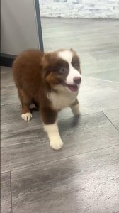 🐾 Playful Red Aussie Puppy Jumps for Cuddles & Toys! 🤎 | Petland Phoenix ✨