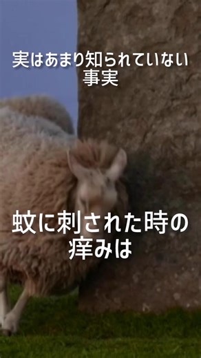 99%が知らない虫刺されの事実 #雑学 #雑学ショート #雑学知識