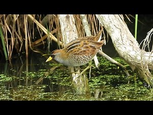 Sora - Pat O'Neil's Video Bird IDs