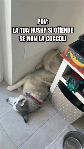 Caring for Your Husky: Why Affection Matters