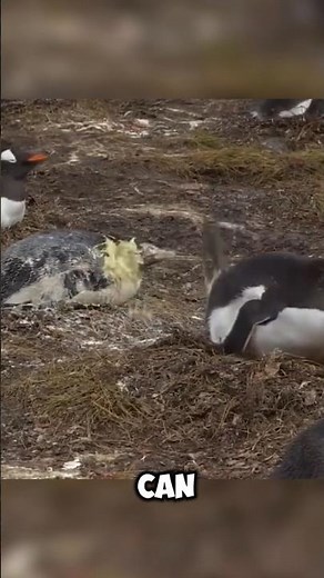This Penguin Can Poop 4 Meters Away 😳💨