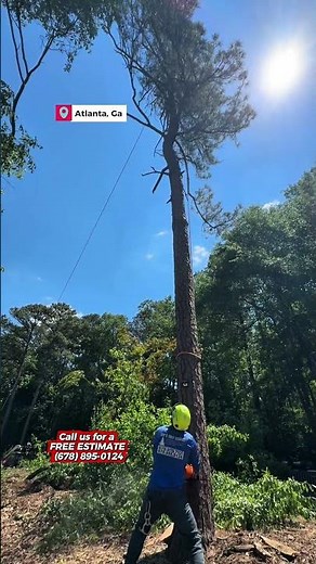 Tree Service