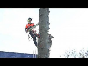Arborist Rigging