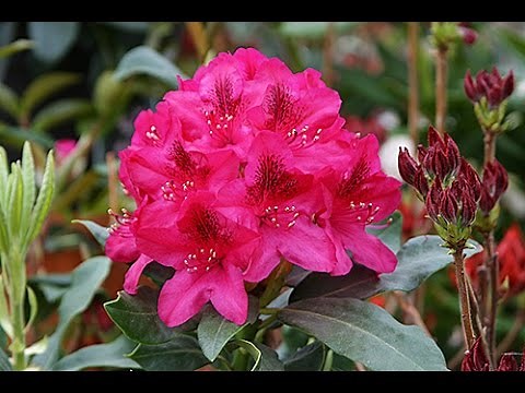 EVERYTHING YOU NEED TO KNOW ABOUT RHODODENDRONS TO CHOOSE THEM WELL AND GROW THEM SUCCESSFULLY