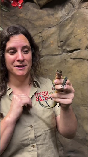 This little peach throat monitor definitely has an attitude 😂 #reels #video #animals #reptiles #cuteanimals #funnyanimals #reptilekeeper #nature #wildlife #animallovers #zoo #lizard #monitorlizard #TheReptileZoo | The Reptile Zoo