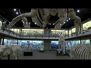 Museum of Osteology