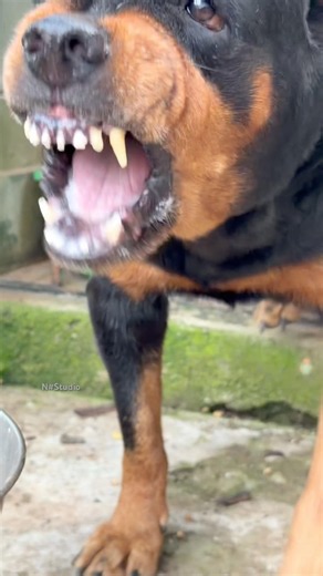 Angry Rottweiler barking sounds #rottweiler #dogtalk #dogcommunication #petsempire