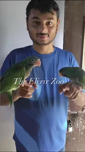 Derbyan parakeet offspring at The Elixir Zoo #MashAllah #TheElixirPrivateZoo #TheElixirZoo #ElixirZoo #ElixirPrivateZoo #TEPZ#animals #animalsofinstagram #cuteanimals #buzzfeedanimals #loveanimals #wildanimals #babyanimals #animalsco #splendid_animals #igcutest_animals #funnyanimals #iloveanimals #instaanimals #animalsmood #animals_in_world #farmanimals #stuffedanimals #animalsaddict #saveanimals | The Elixir Private Zoo