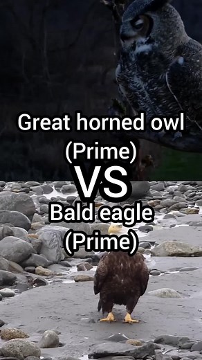great horned owl vs bald eagle #baldeagle #baldeagles #baldeagleedits #greathornedowl #greathornedowls #birds #raptor #birdofprey #vsedit #fyp #fy #viral