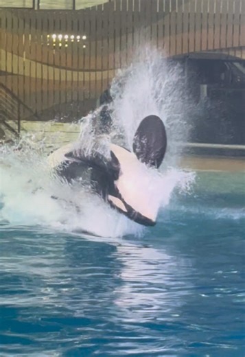 Majestic Orcas Playing in the Ocean