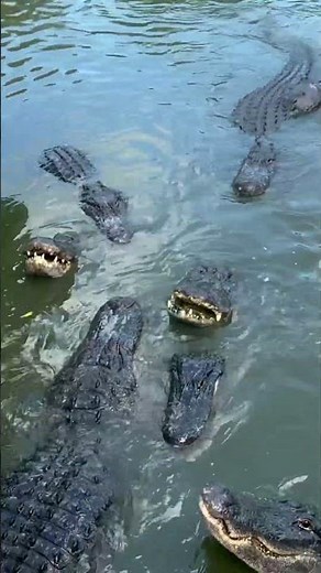 Big alligators jumping out of the water! #alligator #nature #goated