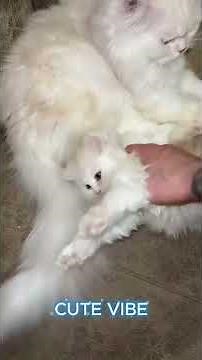 Mom Cat Hugging Her Babies… TOO CUTE 😭❤️ (Part 164)