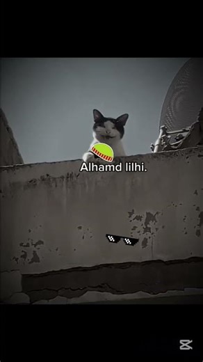 😫 “Habibi Cat”# Muslim cat # cute