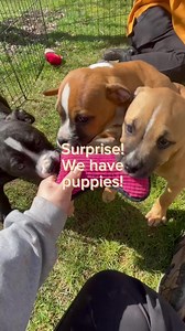 3.9K views · 85 reactions | Meet the Hannah Montana puppies! These...