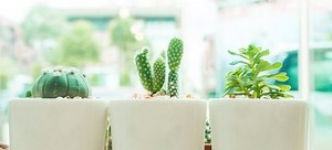 Shopping Tips for Cheap Plant Stands | DoItYourself.com