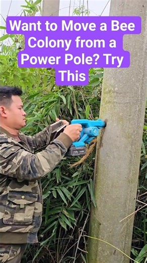 Want to Move a Bee Colony from a Power Pole? Try This