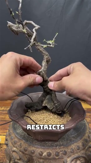 Why This Mini Tree Takes 20 YEARS to Make 😳