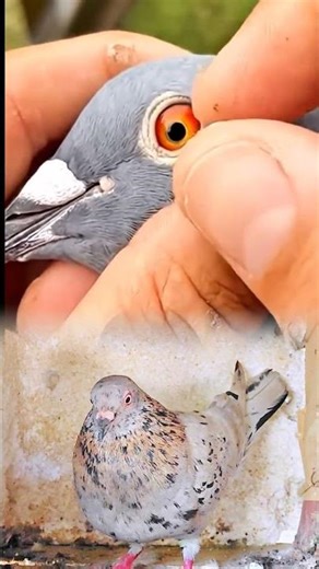 A delicate procedure—removing a large white maggot from the pigeon’s neck.