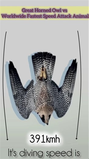 Great Horned Owl vs Worldwide Fastest Speed Attack Animal 391kmh #fyp