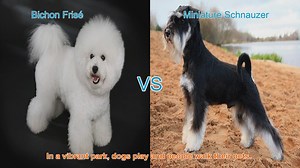 Bichon Frisé vs. Miniature Schnauzer: A Comparison of Beloved Dog Breeds