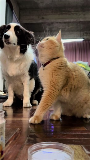 Cats and Border Collies: A Unique Friendship